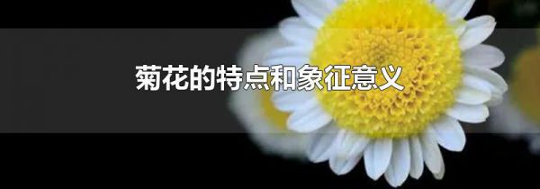 菊花的特点和象征意义