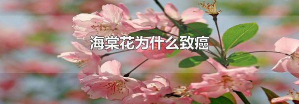 海棠花为什么致癌
