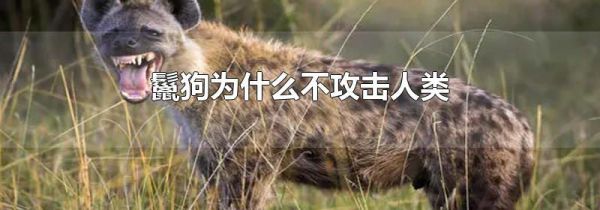 鬣狗为什么不攻击人类