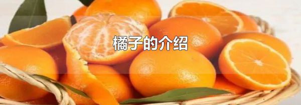 橘子的介绍