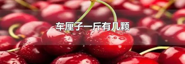 车厘子一斤有几颗