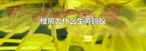楼房为什么生黄蚂蚁