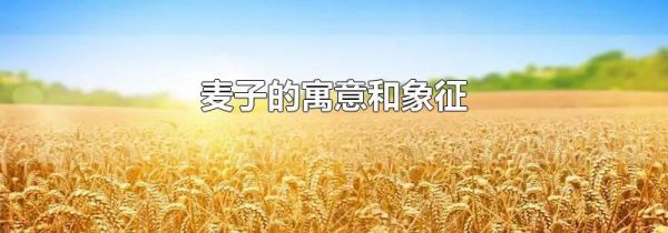 麦子的寓意和象征
