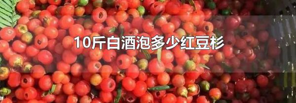 10斤白酒泡多少红豆杉
