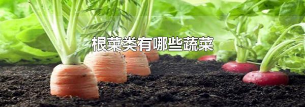 根菜类有哪些蔬菜
