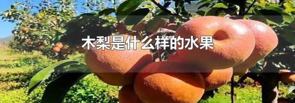 木梨是什么样的水果