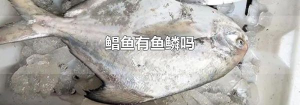 鲳鱼有鱼鳞吗