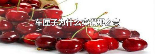 车厘子为什么卖得那么贵