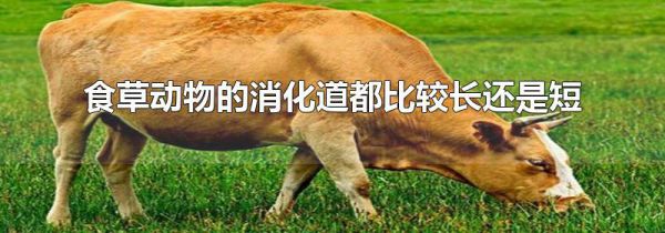 食草动物的消化道都比较长还是短