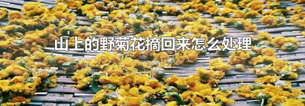 山上的野菊花摘回来怎么处理