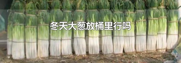 冬天大葱放桶里行吗