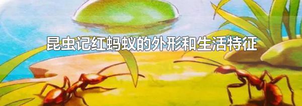 昆虫记红蚂蚁的外形和生活特征