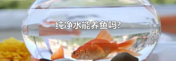 纯净水能养鱼吗?