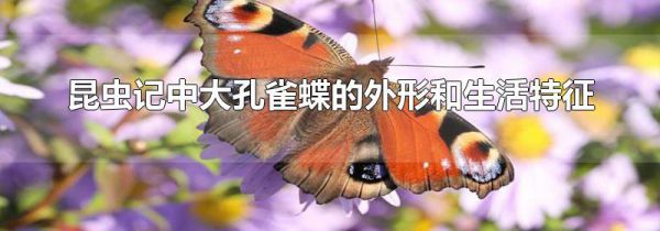 昆虫记中大孔雀蝶的外形和生活特征