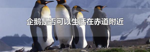 企鹅是否可以生活在赤道附近