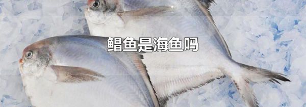 鲳鱼是海鱼吗