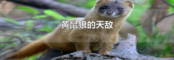 黄鼠狼的天敌