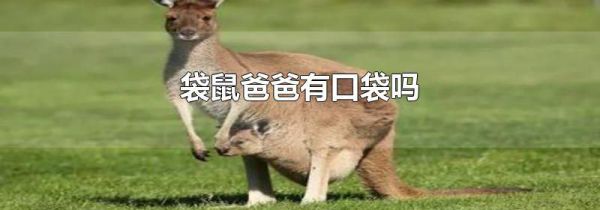 袋鼠爸爸有口袋吗