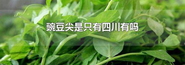 豌豆尖是只有四川有吗