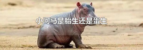 小河马是胎生还是蛋生