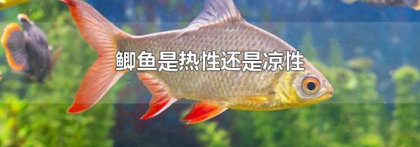 鲫鱼是热性还是凉性