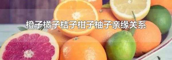 橙子橘子桔子柑子柚子亲缘关系
