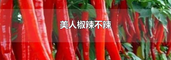美人椒辣不辣