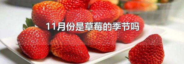 11月份是草莓的季节吗