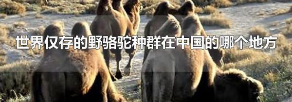 世界仅存的野骆驼种群在中国的哪个地方