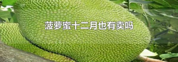 菠萝蜜十二月也有卖吗