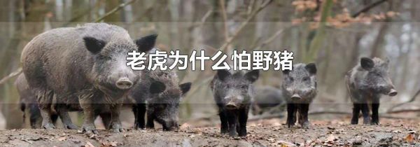 老虎为什么怕野猪
