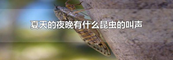 夏天的夜晚有什么昆虫的叫声