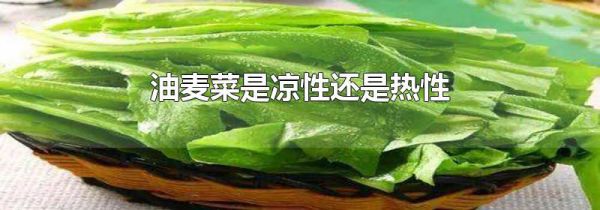 油麦菜是凉性还是热性