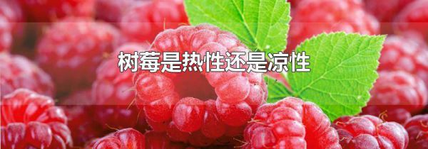 树莓是热性还是凉性