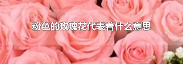 粉色的玫瑰花代表着什么意思
