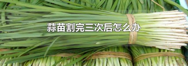 蒜苗割完三次后怎么办