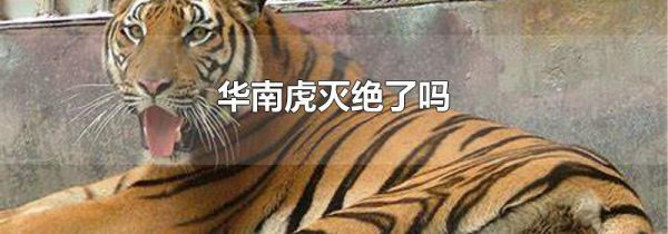 华南虎灭绝了吗