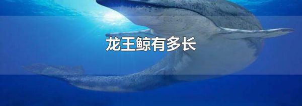 龙王鲸有多长