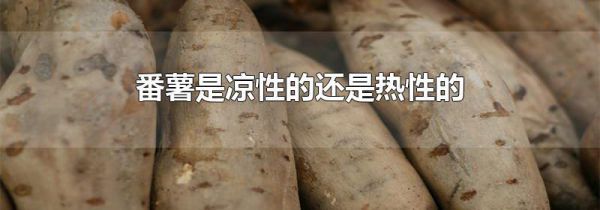番薯是凉性的还是热性的