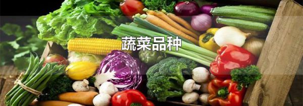 蔬菜品种