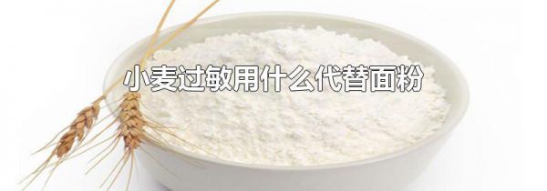 小麦过敏用什么代替面粉