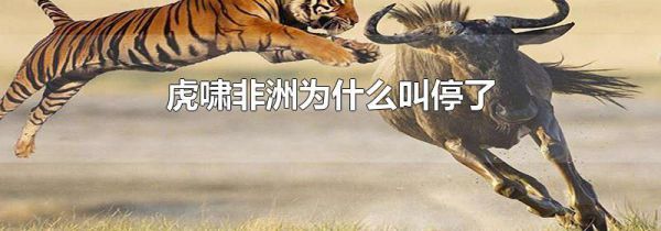 虎啸非洲为什么叫停了