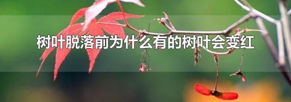树叶脱落前为什么有的树叶会变红