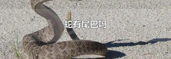 蛇有尾巴吗