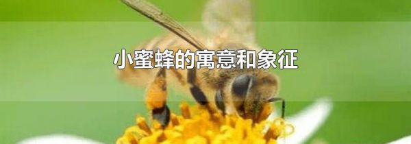小蜜蜂的寓意和象征