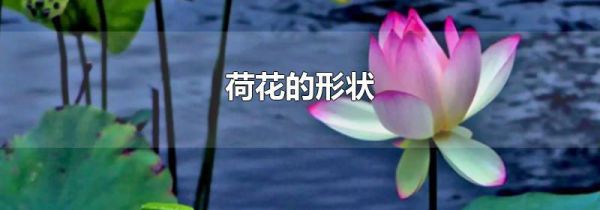 荷花的形状