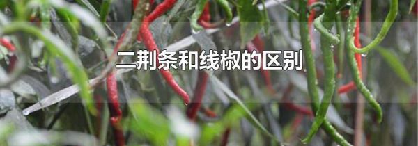 二荆条和线椒的区别