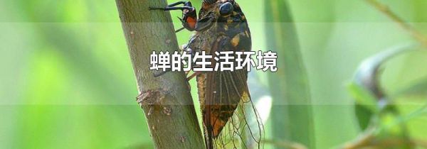 蝉的生活环境