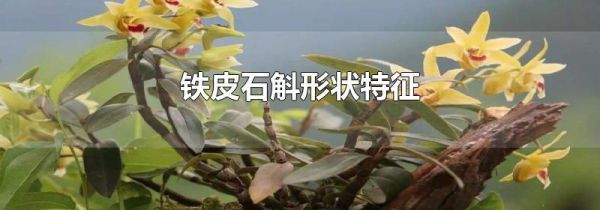 铁皮石斛形状特征