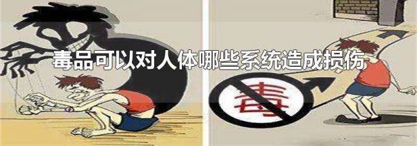 毒品可以对人体哪些系统造成损伤